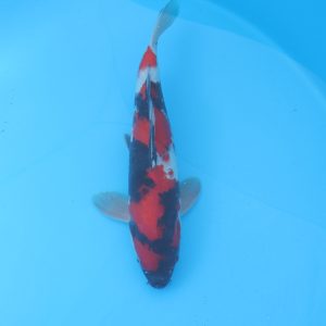 Carpe koi Showa 45cm