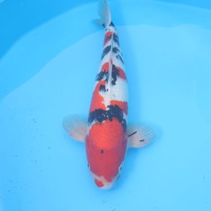 Carpe koi Sanke 55cm