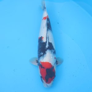 Carpe koi Showa 57cm