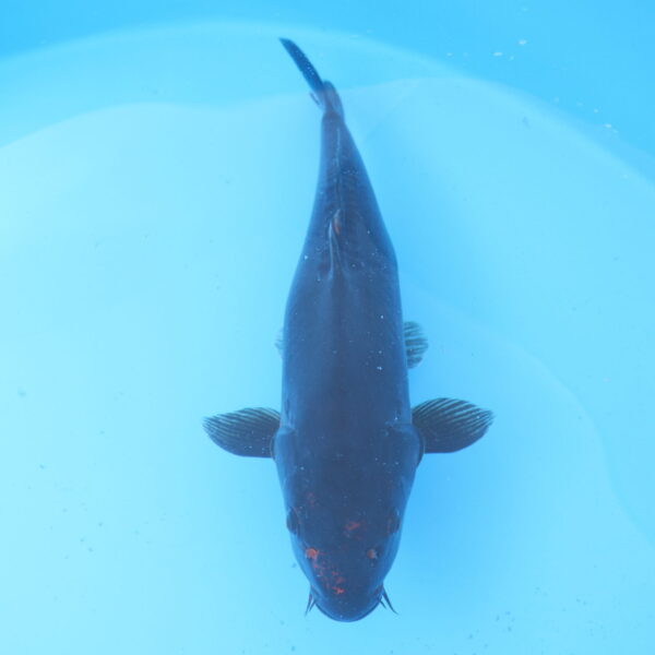 Carpe koi Beni Komunryu 50cm
