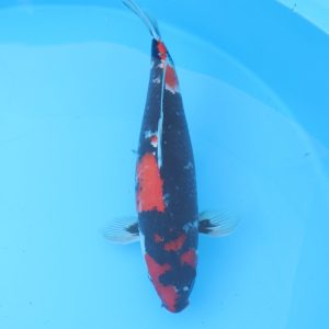 Carpe koi Showa 53cm