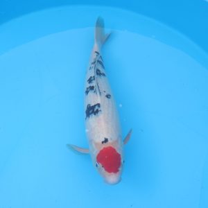 Carpe koi Tancho Sanke 54cm