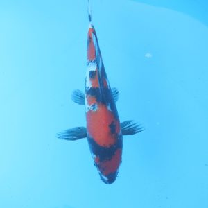 Carpe koi Showa 35cm