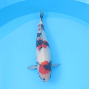 Carpe koi Showa 58cm