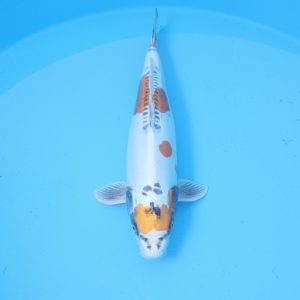 Carpe koi Ki Kikokuryu 53cm