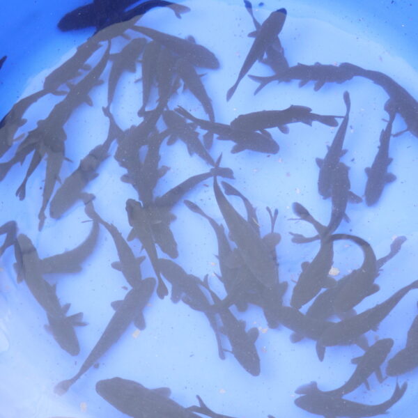 Tosai Karasugoi 10-15cm