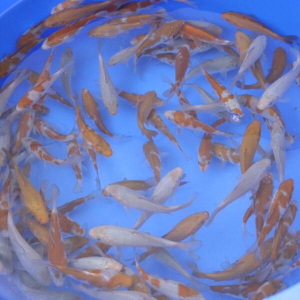 Tosai Mix 10-15cm