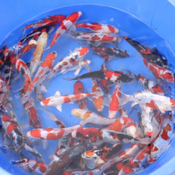 Tosai Mix 18-24cm