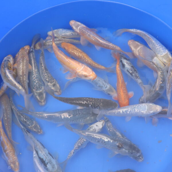 Tosai Mix VHQ 20-28cm