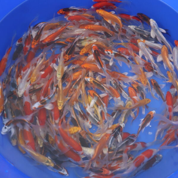 Tosai Mix Voile 12-15cm