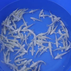 Tosai Platinum 12-15cm
