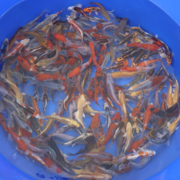 Tosai Mix 10-12cm