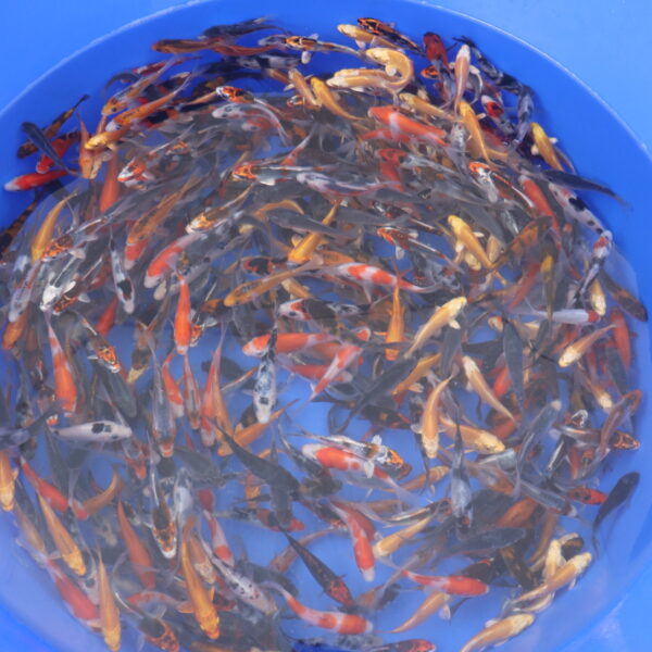 Tosai Mix 6-9cm