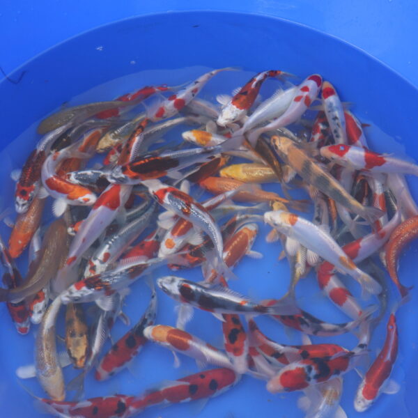 Tosai Mix 15-23cm