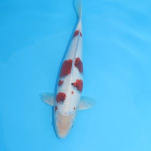Carpe koi Goromo 50cm