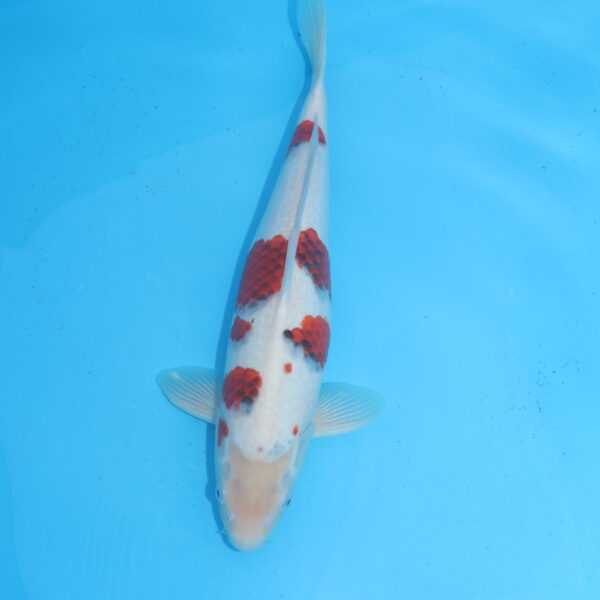Carpe koi Goromo 50cm