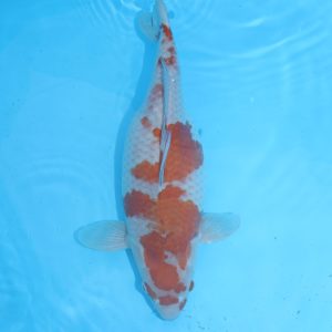 Carpe koi Ochiba 48cm