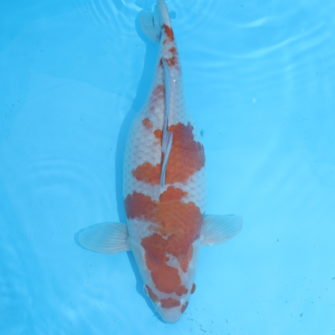 Carpe koi Ochiba 48cm