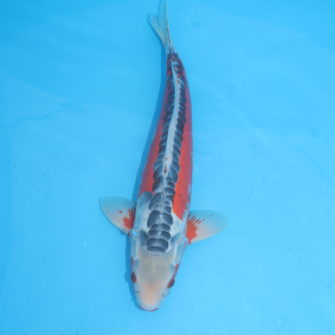Carpe koi Shusui 50cm