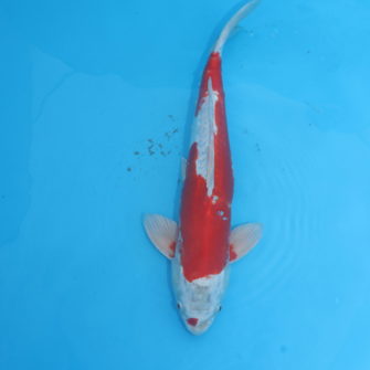 Carpe koi Kikusui 48cm