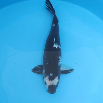 Carpe koi Shiro utsuri 53cm