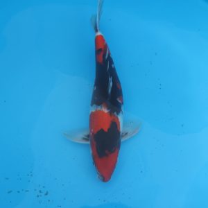 Carpe koi Showa 47cm