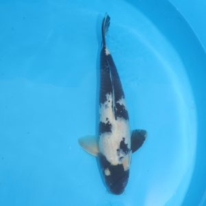 Carpe koi Shiro Utsuri 49cm