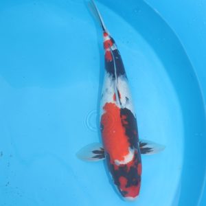 Carpe koi Showa 56cm