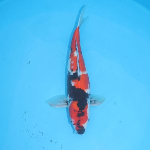 Carpe koi Showa 48cm