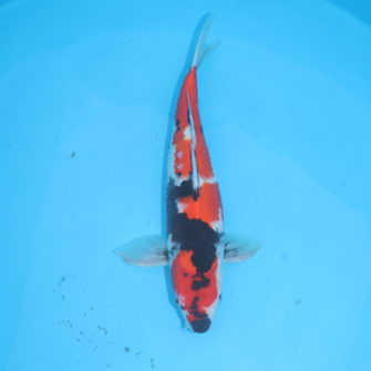 Carpe koi Showa 48cm