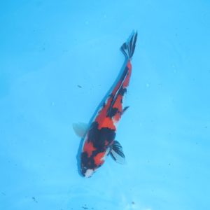 Carpe koi Showa 35cm