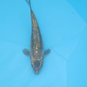 Carpe koi Haragoke 25cm