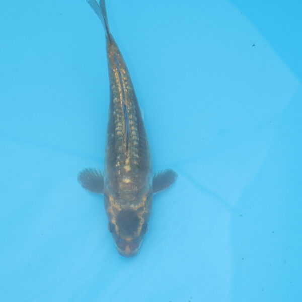 Carpe koi Haragoke 25cm