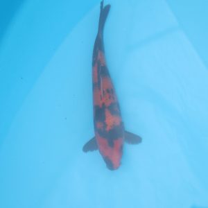 Carpe koi Hi Utsuri 20cm