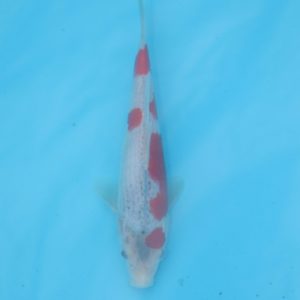 Carpe koi Goshiki 17cm