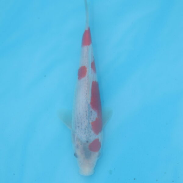 Carpe koi Goshiki 17cm