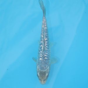 Carpe koi Soragoi Haragoke 20cm