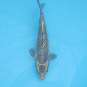 Carpe koi Haragoke 23cm