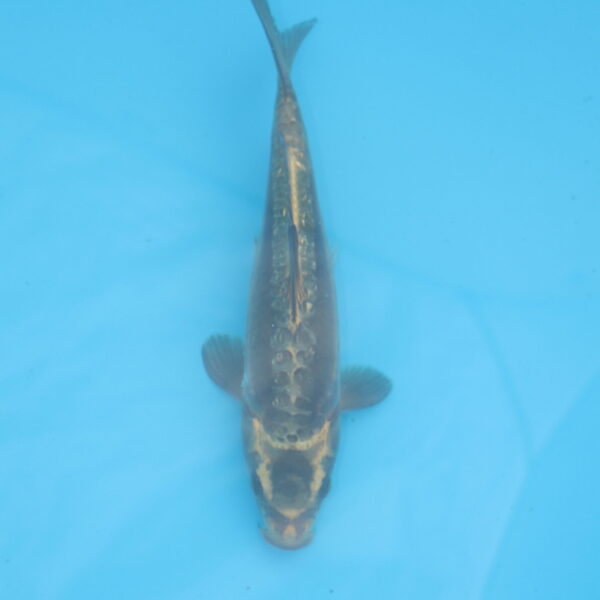 Carpe koi Haragoke 23cm
