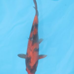 Carpe koi Hi Utsuri 19cm
