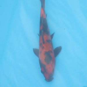 Carpe koi Hi Utsuri 22cm