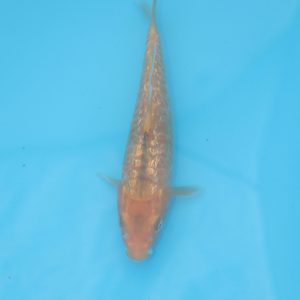 Carpe koi Ogon Haragoke 19cm