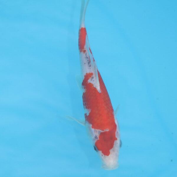 Carpe koi Goshiki 18cm