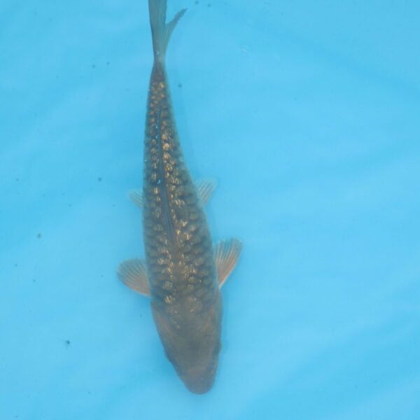 Carpe koi Chagoi Ginrin Haragoke 20cm