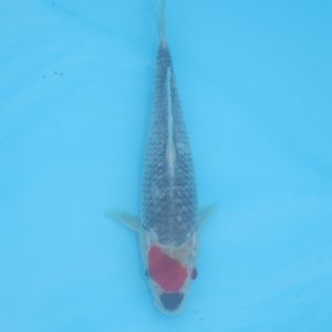 Carpe koi Tancho Goshiki 21cm