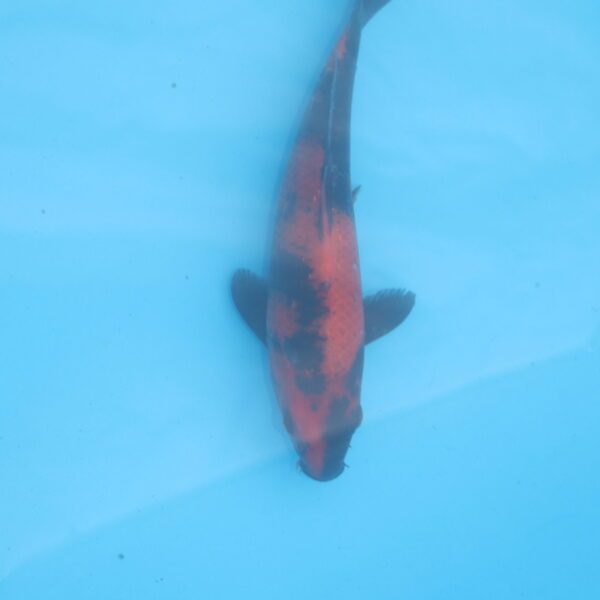 Carpe koi Hi Utsuri 17cm