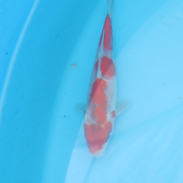 Carpe koi Goshiki 18cm
