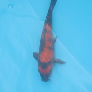 Carpe koi Hi Utsuri 19cm