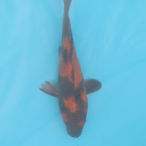 Carpe koi Hi Utsuri 21cm