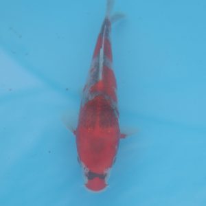 Carpe koi Goshiki 18cm